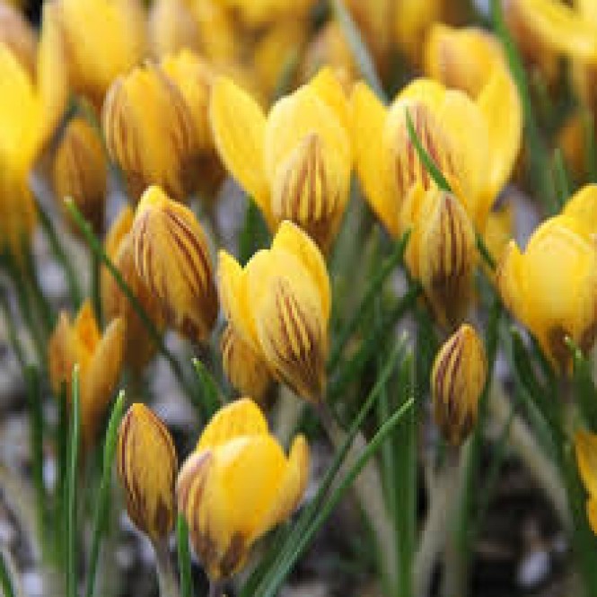 Krokai auksažiedžiai (lot. Crocus fuscotinctus) , 200 vnt 