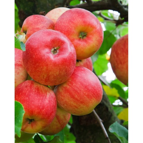 Obelis ( lot. Malus domestica) Auksis