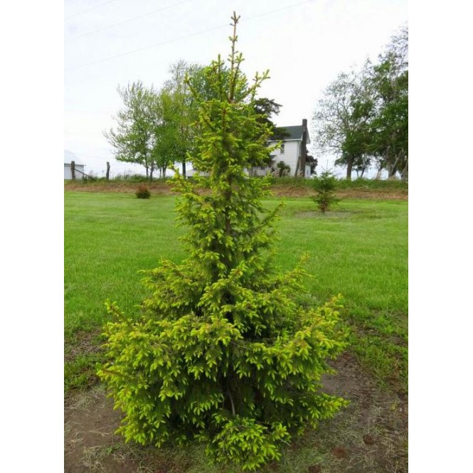 Eglė serbinė ( Picea  omorika) Aurea