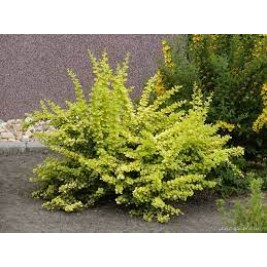 Raugerškis tunbergo ( lot. Berberis thunbergii) Aurea