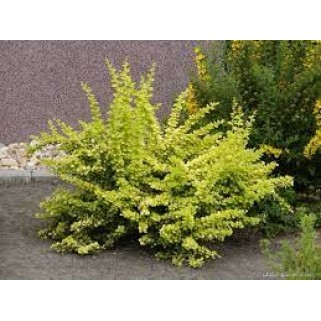 Raugerškis tunbergo ( lot. Berberis thunbergii) Aurea