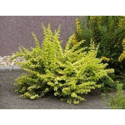 Raugerškis tunbergo ( lot. Berberis thunbergii) Aurea