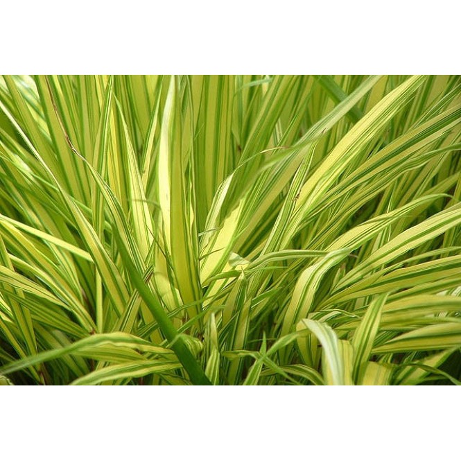 Hakonė ( lot.Hakonechloa  macra) Aureola