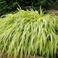 Hakonė ( lot.Hakonechloa  macra) Aureola