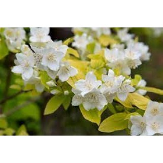 Jazminas darželinis ( lot. Philadelphus coronarius)   Aureus