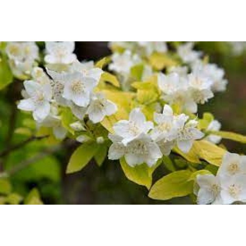 Jazminas darželinis ( lot. Philadelphus coronarius)   Aureus