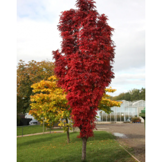 Šermukšnis valgomasis ( lot. Sorbus spp.) Autumn Spire