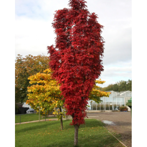Šermukšnis valgomasis ( lot. Sorbus spp.) Autumn Spire