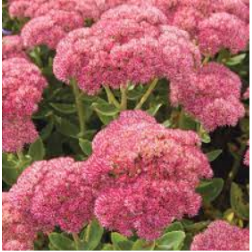 Šilokas (lot. Sedum telephium) Autumn Joy (Herbstfreude)