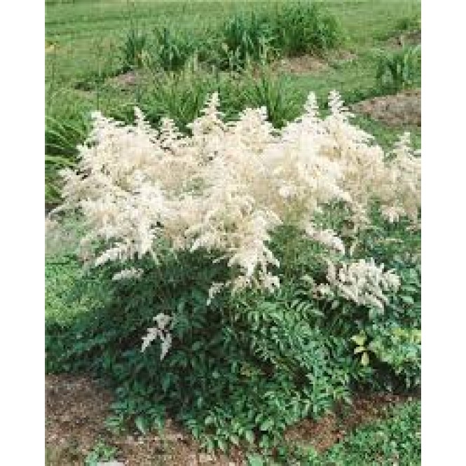 Astilbė arendso (lot.Astilbe arendsii) Avalanche