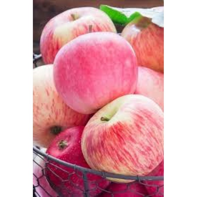 Obelis vasarinė ( lot. Malus domestica) Avietinis