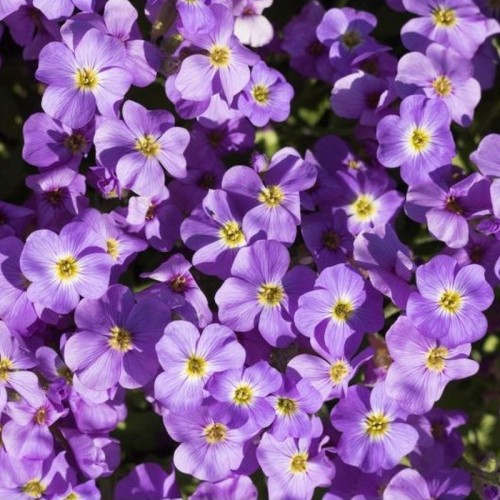 Aubretė ( lot. Aubrieta gracilis) Axcent Light Blue