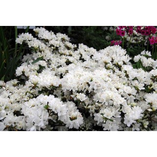 Azalija japoninė  ( lot. Azalea japonica) Schneesturm