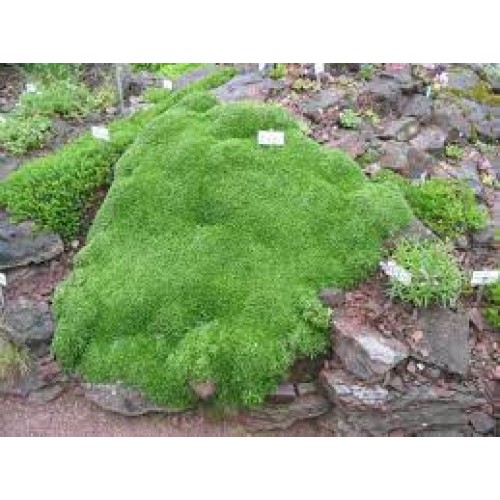 Azorelė (lot. Azorella trifurcata) 