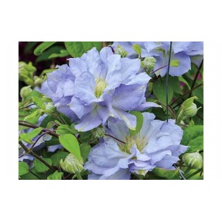 Raganė ( lot.Clematis) Azure Ball