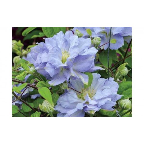 Raganė ( lot.Clematis) Azure Ball