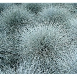Eraičinas  ( lot. festuca glauca ) Azurit