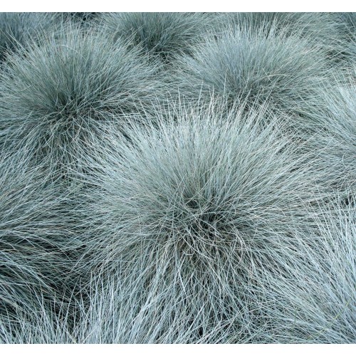 Eraičinas  ( lot. festuca glauca ) Azurit