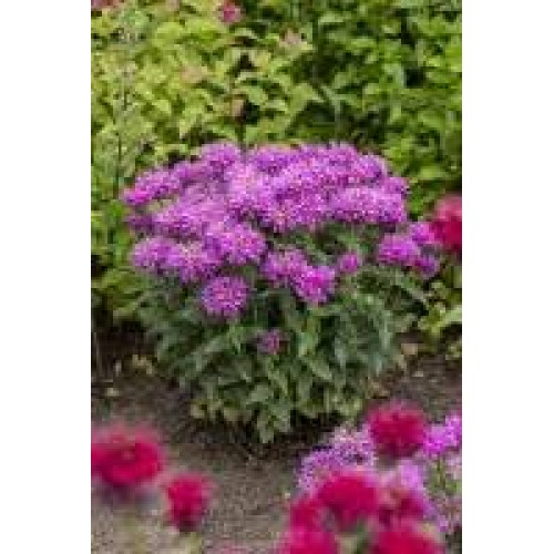 Monarda  ( lot. Monarda didyna) Baby Spice