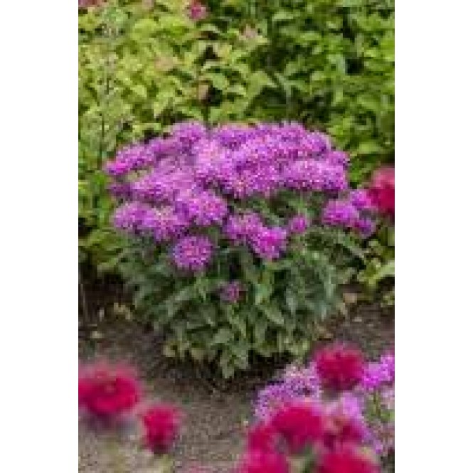 Monarda ( lot. Monarda didyna) Baby Spice Monarda ( lot. Monarda didyna) Baby Spice