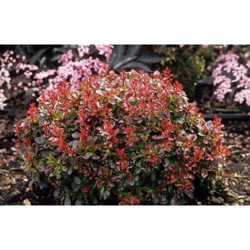 Raugerškis tunbergo ( lot. Berberis thunbergii) Bagatelle