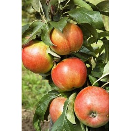 Obelis koloninė rudeninė ( lot. Malus domestica) Baiba