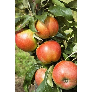 Obelis koloninė rudeninė ( lot. Malus domestica) Baiba