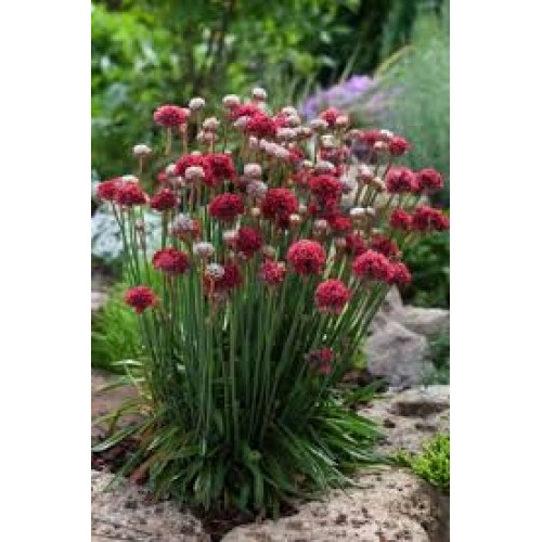 Gvaizdė plačialapė (lot Armeria pseudarmeria ) BAllerina Red