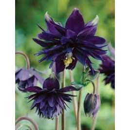 Sinavadas  (lot.Aquilegia vulgaris) Black Barlow