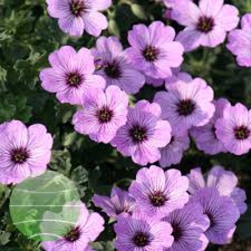 Snaputis pilkasis  (lot. Geranium cinereum ) Ballerina