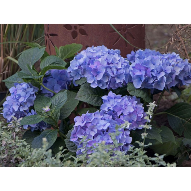 Hortenzija didžialapė  ( lot. Hydrangea macrophylla) Diva Fiore