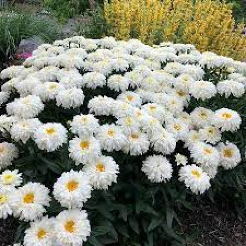 Baltagalvė (lot.Leucanthemum superbum)  Macaroon