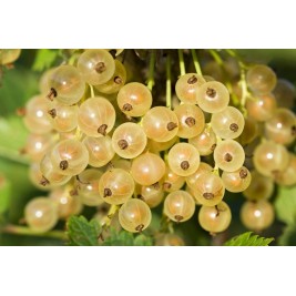 Serbentas baltasis  kamieninis  ( lot. Ribes niveum) Jutenborgo baltieji Serbentas baltasis  kamieninis  ( lot. Ribes niveum) Jutenborgo baltieji