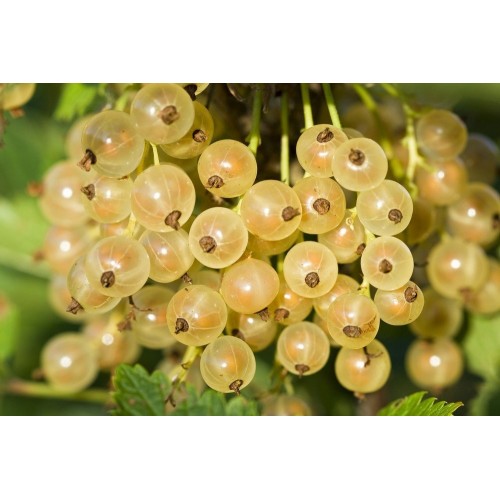 Serbentas baltasis  kamieninis  ( lot. Ribes niveum) Jutenborgo baltieji