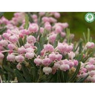 Siauralapė balžuva ( lot. Andromeda polifolia) Blue Ice