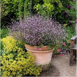 Verbena vaistinė( lot. Verbena officinalis) Bampton