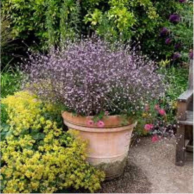 Verbena vaistinė( lot. Verbena officinalis) Bampton Verbena vaistinė( lot. Verbena officinalis) Bampton