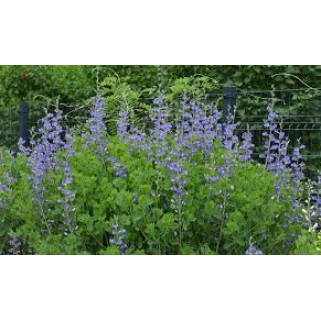 Barškė pievinė  (lot. Baptisia australis)