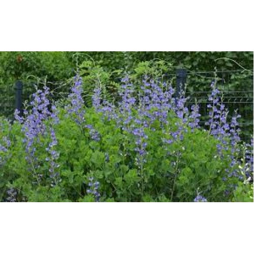 Barškė pievinė  (lot. Baptisia australis)