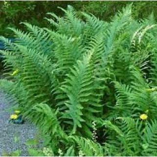 Papartis kelminis (lot. Dryopteris filixmas) Barnesii