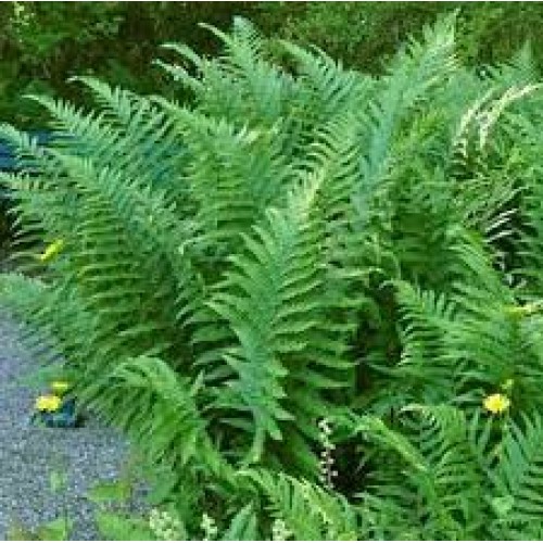 Papartis kelminis (lot. Dryopteris filixmas) Barnesii