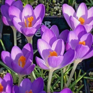 Krokai ankstyvieji (lot. Crocus) Barrs Purple, 500 vnt
