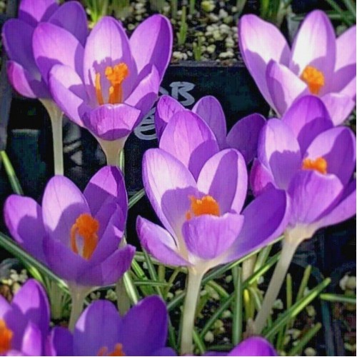 Krokai ankstyvieji (lot. Crocus) Barrs Purple, 10 vnt