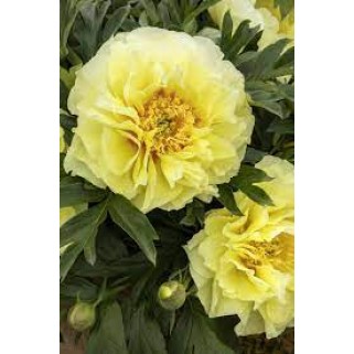 Bijūnas ( lot. peonia hybrida)  ITOH Bartzella  vazone