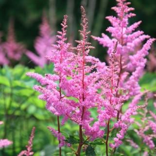 Astilbė arendso (lot.Astilbe arendsii)  Bressingham beauty