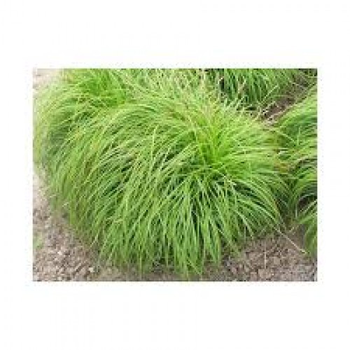 Viksva ankstyvoji ( lot. Carex caryophyllea) The Beatles