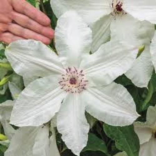 Raganė ( lot.Clematis ) Beautiful Bride
