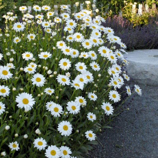Baltagalvė (lot.Leucanthemum ) Becky