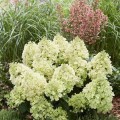 Hortenzija šluotelinė ( lot. Hydrangea paniculata) Bee Happy