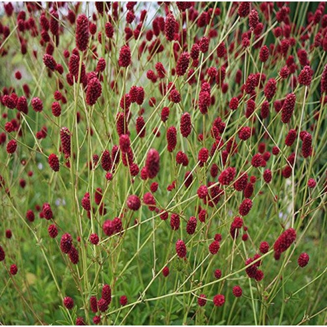 Kraujalakė  ( lot. Sanguisorba) Beetlewings